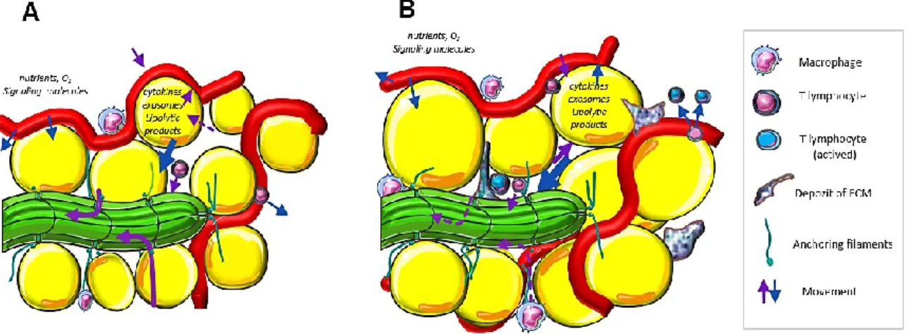 Figure  8:  Hypothetical  model  of  the  microenvironment  of  AT  by  normal  and  worsened  lymphatic drainage