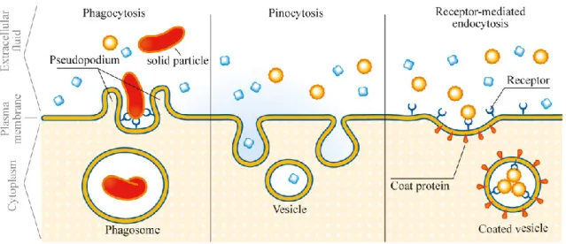 Obrázek 2: Schematické znázornění možností endocytózy (Převzato z Anonym 2011) 
