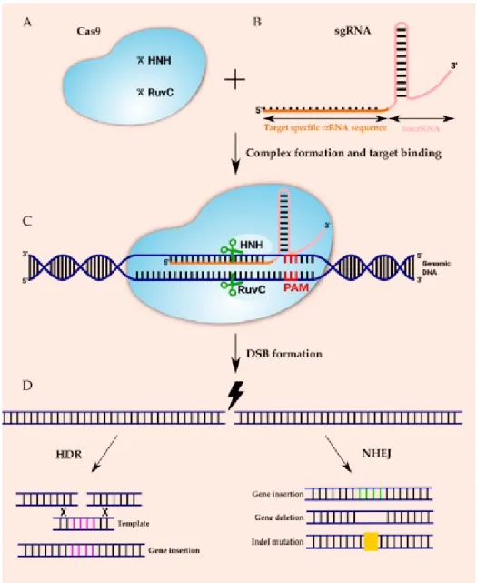 Obrázek 7: Schematické znázornění principu meztody CRISPR-Cas9 (Převzato z Janik et al