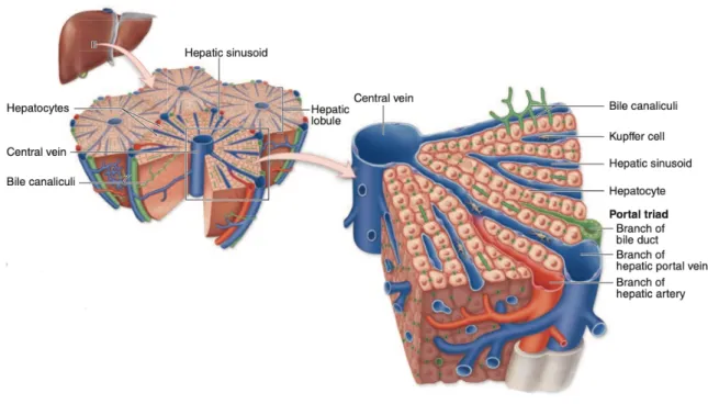 Figure 1 Shows the hepatic lobules, composed of hepatocytes, portal triad, hepatic sinusoid  and the central vein in the center