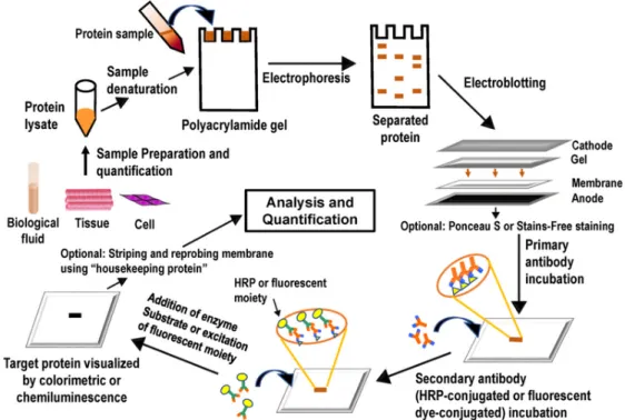 Figure 3 shows the principle of the western blot method, Adapted from Protein purification  and analysis: next generation Western blotting techniques, (Mishra et al., 2017)” 