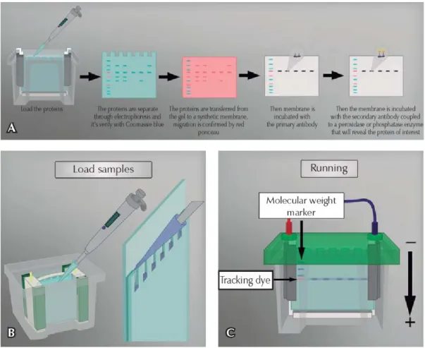 Figure  4  shows  the  sample  loading  and  running  gels  in  the  electrophoresis  Adapted  from 