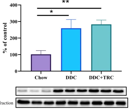 Figure  9  MMP14  protein  expression  in  mice  liver.  Densitometric  quantification  of  immunoreactive bands (top panel: densitometric analysis, control = 100%) was recalculated  to the GAPDH signal (bottom panel: representative immunoblots)