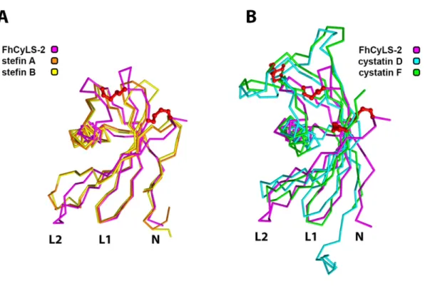 Fig.  1:  FhCyLS-2  combines  the  architecture  of  stefins  (A)  with  the  typical  secretory  features of cystatins (B)