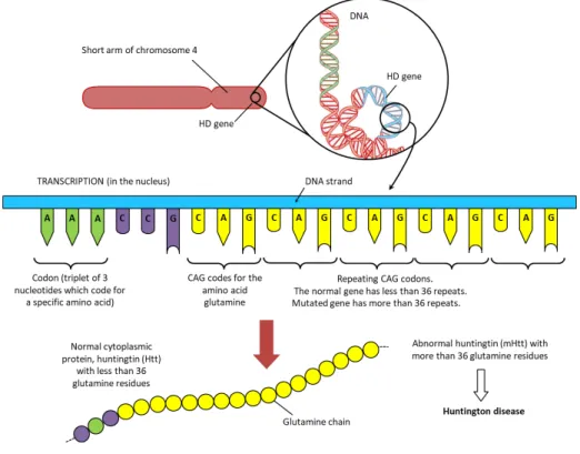 Figure 2: Huntingtin gene structure and genetic mechanism 