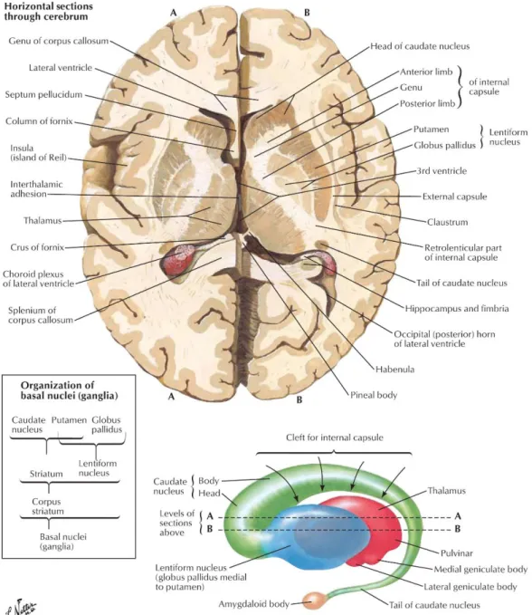 Figure 6: Basal ganglia anatomy 