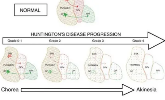 Figure 7: Basal ganglia pathology to HD progression 