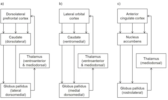 Figure 10: Simplified schematic representation of fronto-subcortical circuits 