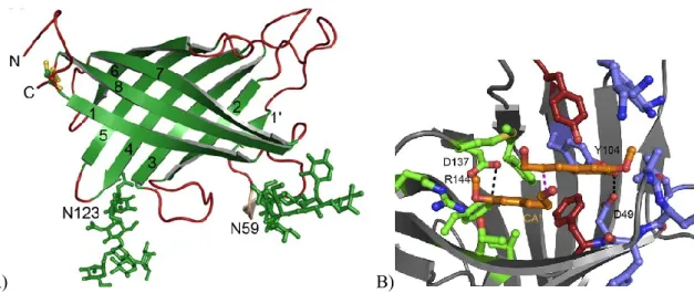 Figure 8. The structure of dirigent protein (DIR) from Arabidopsis thaliana. A) Monomer based on  eight-stranded β-barrel; B) Computational model of the active site with the two coordinated 