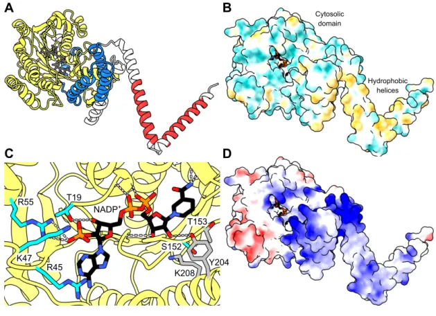 Figure 3: Predicted FAR structure.