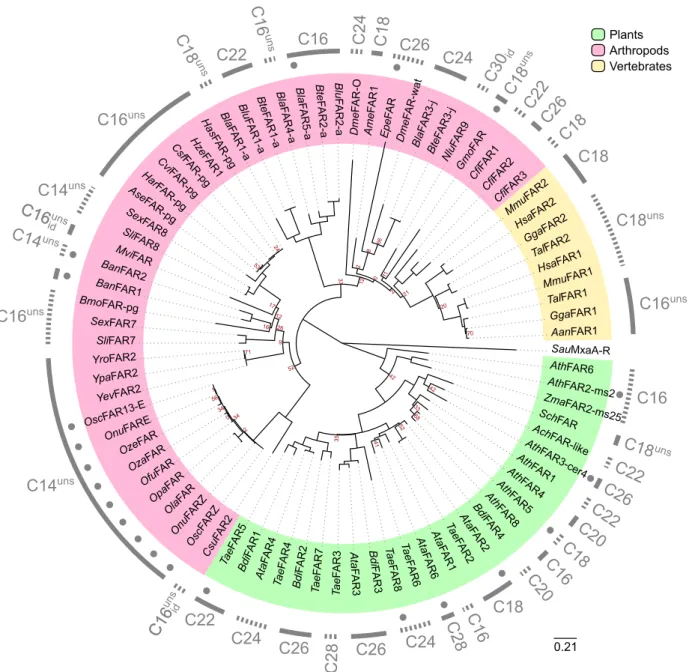 Figure 5: Illustrative phylogeny of functionally characterized FARs.
