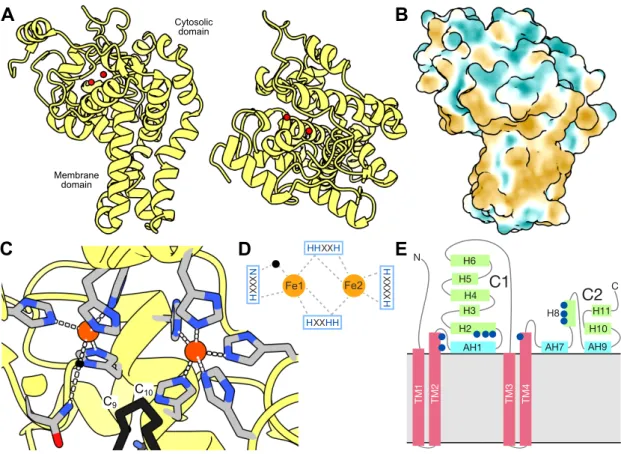 Figure 8: Structure of a membrane desaturase and its active site.