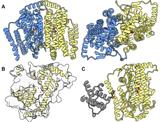 Figure 11: Structure of a soluble desaturase.