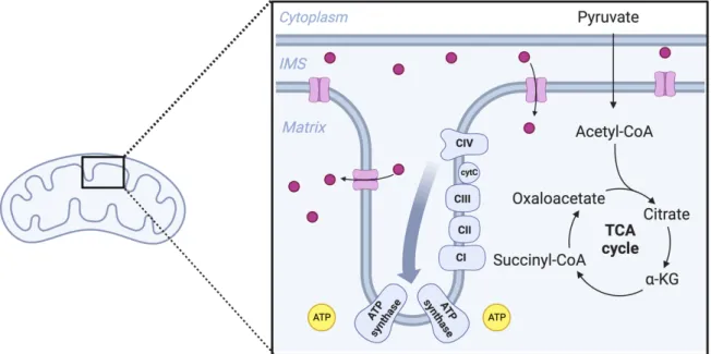 Figure  1  Detail  of  mitochondrial  cristae  with  highlighted  ETC.  The  TCA  cycle  is  localized  in  the  mitochondrial  matrix,  while  ETC  I-IV  complexes  are  localized  in  the  cristae  formed  by  the  inner  mitochondrial membrane with ATP 