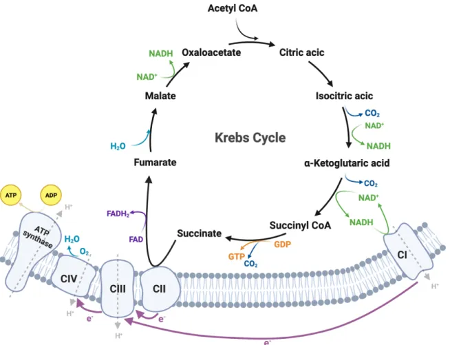 Figure 3 Krebs cycle linked to the electron transport chain. Scheme of the Krebs cycle localized in the  mitochondrial matrix producing the reducing equivalents NADH, GTP, and FADH 2  which are required in  ETC  for  ATP  synthesis  and  generation  of  mi