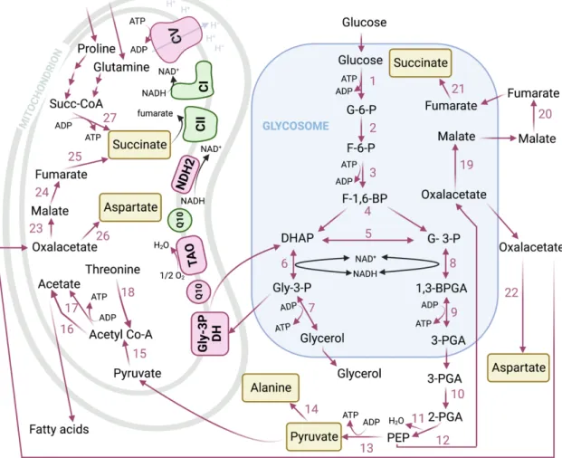 Figure 5 The schematic representation of carbon source metabolism in the bloodstream form of  Trypanosoma brucei