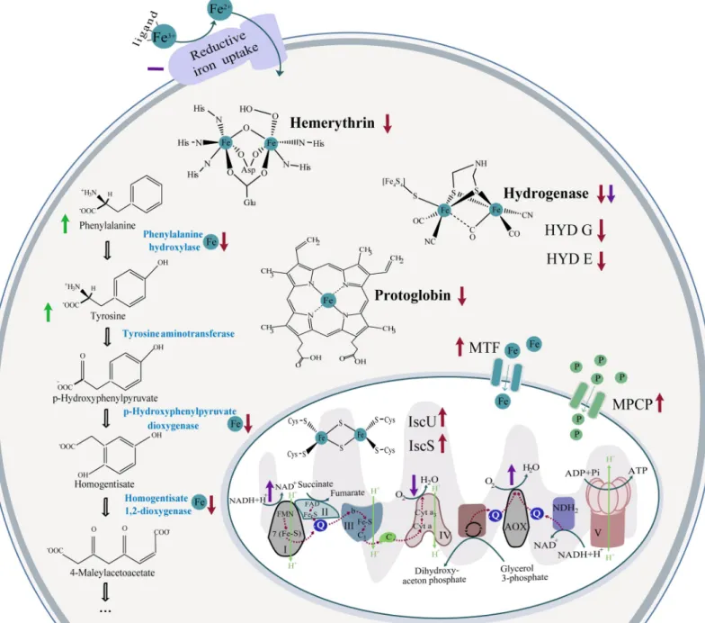 Fig 3. Illustration of the main effects of iron-deficient conditions on the selected cellular processes of N