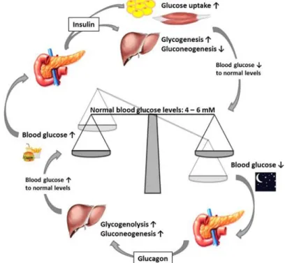 Figure 2. Schematic representation of glucose homeostasis. 