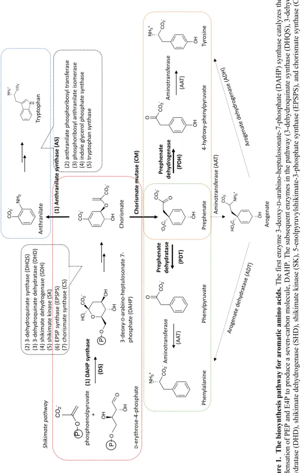 Figure 1. The biosynthesis pathway for aromatic amino acids. The first enzyme 3-deoxy-D-arabino-heptulosonate-7-phosphate (DAHP) synthase catalyzes the aldol-like  condensation of PEP and E4P to produce a seven-carbon molecule, DAHP