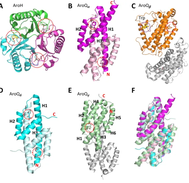 Figure 4. Structural classes of CMs. A. Trimeric AroH CM from B. subtilis. B. Dimeric AroQ a  CM from E