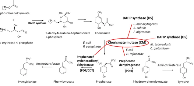 Figure  5.  Examples  of  protein-protein  interaction  within  the  biosynthetic  pathway  for  aromatic  amino  acids