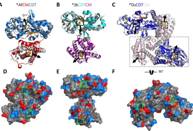 Figure 9. The crystal structures of the bifunctional enzymes A-C. Cartoon presentations of *AfCMCDT (A), 