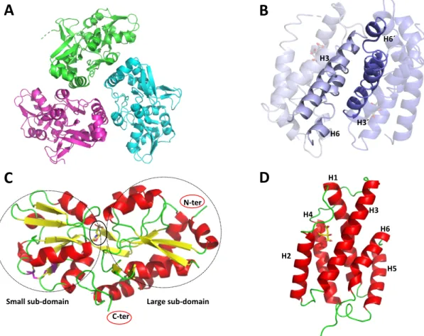 Figure  16.  Structural  information  on  *PaeCDT  and  *PaeCM.  A.  *PaeCDT  trimer.  B