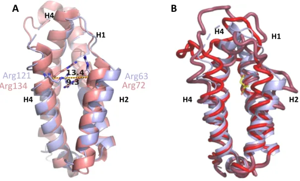 Figure 17. Substrate gating mechanism of AroQ g  subclass CM. A. Distance measured between the N-termini  of  a-helices H2 and H4 in the citrate-bound *PaeCM structure, Chain A (Manuscript II; light blue) the  TSA-bound *MtCM structure (PDB ID: 2FP2, Chain