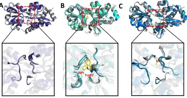 Figure  20  The  active  site  opening  of  the  CDT  domains  of  the  bifunctional  enzymes  compared  to  the 