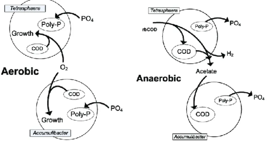 Figure 5: Shows the difference between Tetrasphaera and Accmulibacter under aerobic and  anaerobic conditions (Barnard, et al., 2017)  