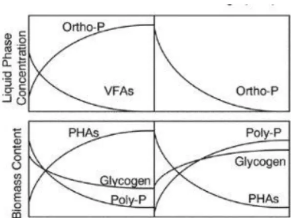 Figure 4: Typical concentration profiles in an EBPR system (Basu, et al., 2013) 