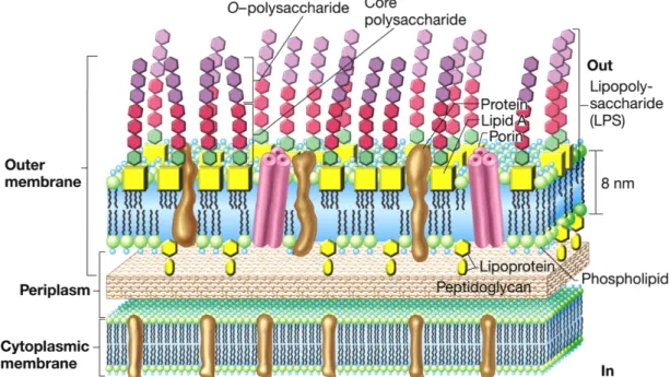 Figur 1.4, Struktur av cellevegg i gram negative bakterier (Medigan 2009).     
