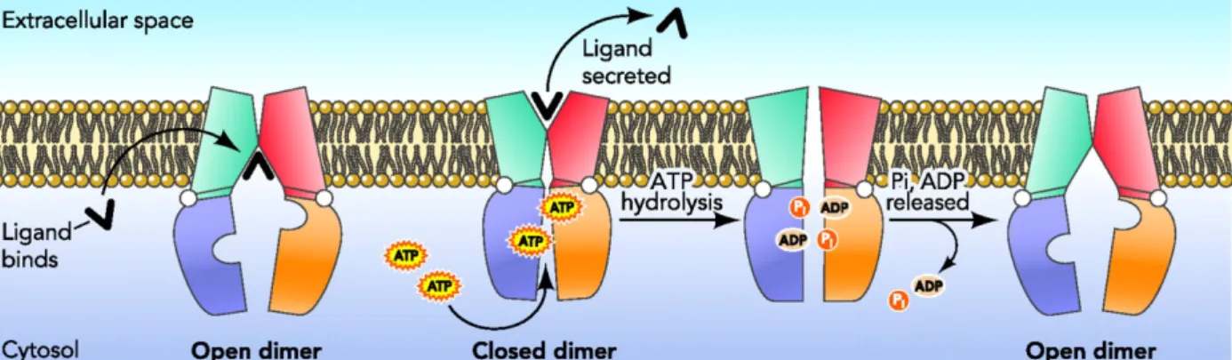 Figur 1.7, Mekanisme for ABC-eksport. Spesifikt ligand binder TMD, som fører til at ATP binder  NBD