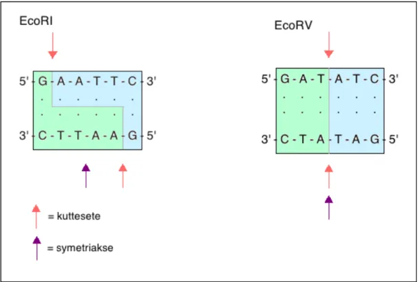 Figur 2.3, Gjenkjenningssekvens og kuttesete til restriksjonsenzymene EcoRI og EcoRV. Bruk av  EcoRI gir overhengende ender, mens EcoRV gir butte ender