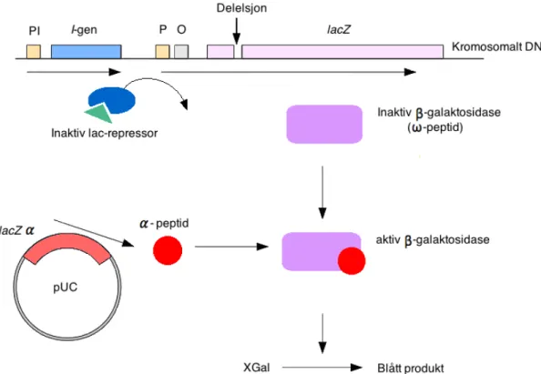 Figur 2.5, 𝛂-komplementering. lacZ i kromosomalt DNA inneholder en delesjon. IPTG (vist i grønt)     