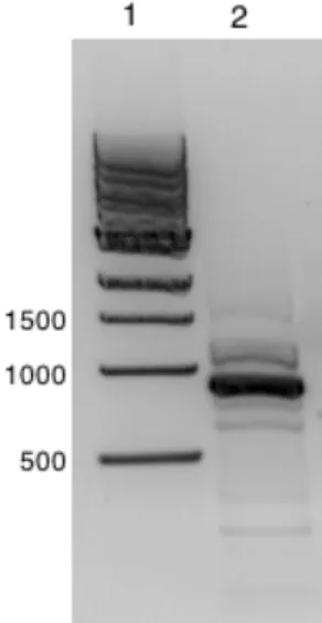 Figur 3.29, PCR-amplifikasjon av arsF (forv. 0,9 kb).     