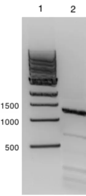 Figur 3.34, PCR-amplifikasjon av arsG (forv. 1,3 kb).     