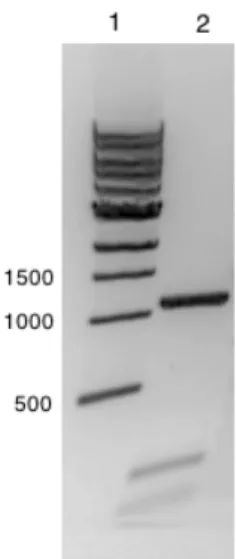 Figur 3.38, PCR-amplifikasjon av arsH (forv. 1,1 kb).     