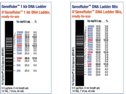 Figur A.1, Benyttede DNA-standarder fra Fermentas:  GeneRuler TM  1kb DNA Ladder og  GeneRuler     TM  DNA  Ladder Mix (http://www.fermentas.com)