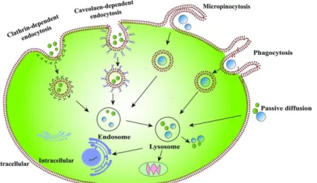 Figure 3: Eukaryotic cell with cellular uptake pathways and intracellular transport of MPs and NPs (Hua &amp; Wang,  2022)