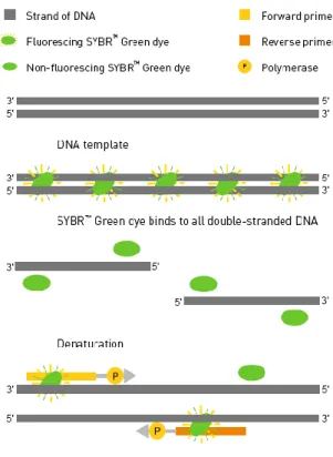 Figure 4: Overview of polymerization with SYBR Green dye binding to double-stranded DNA