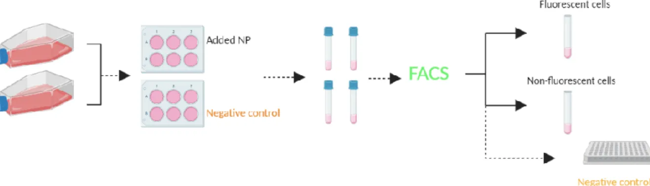 Figure 7: Experimental setup of NP exposure to cell cultures for both Proteomics and Transcriptomics