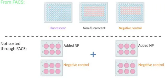 Figure 8: Setup of all cells resulting from FACS (cell sorting) as well as the 6-well plates left for RNA- and protein  extraction