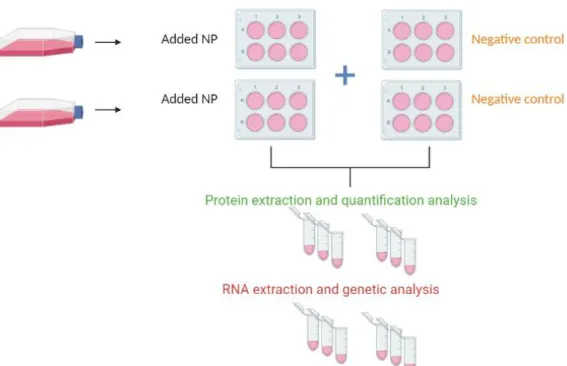 Figure 9: Experimental setup of cell cultures for non-labelled proteomic analysis and transcriptomic analysis