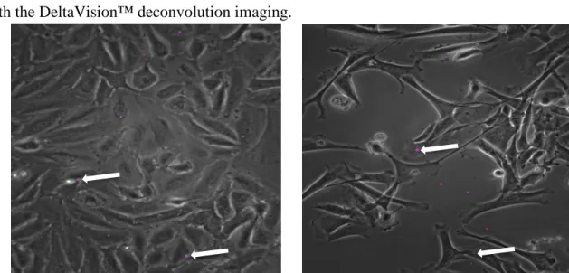 Figure 13: Fluorescent microscopy of ASK-1 cells exposed to fluorescent NPs. Images are taken in x40  magnification, seven days after exposure to NPs