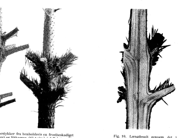Fig. 9 afbildede Stammestykke af en  Sitkagran. Jvf. Teksten, 