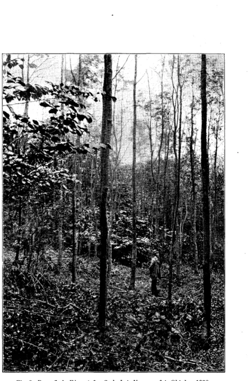 Fig. 2. Prøveflade FA, set fra Syd. J. A. NIELSEN fot. Oktober 1920. 