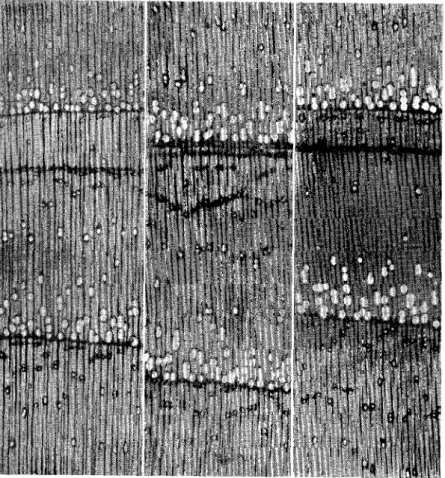 Fig. 3. »Dobbelte Aarringe« 1 ) hos en Ask fra Prøveflade FA. Billedet viser  fra venstre til højre Tværsnit lige ved Jordoverfladen af Aarringene 1914,  1917 og 1921, samt noget af de tilgrænsende Aarringe