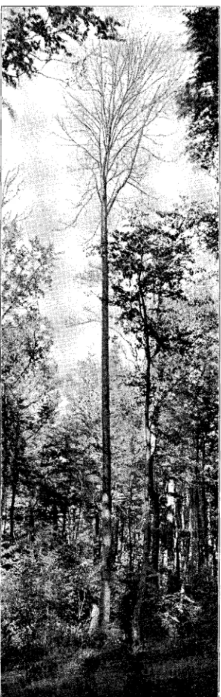 Fig. 9. Rank Ask, 32 m  h ø j ; Orebo  Skov.  J . A . N I E L S E N fot. Oktober 1922