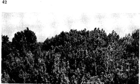 Fig. 3. Sluttet bjergfyr i den østlige del af felt nr. 10. 